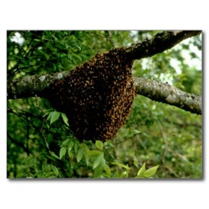 honeybees_post_cards-r016dfcd52a904a58927e034574095d33_vgbaq_8byvr_512
