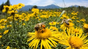 photo of bees and flowers to use