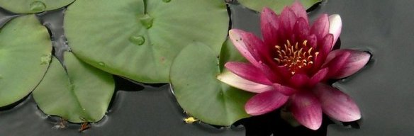 Lotus-Flower